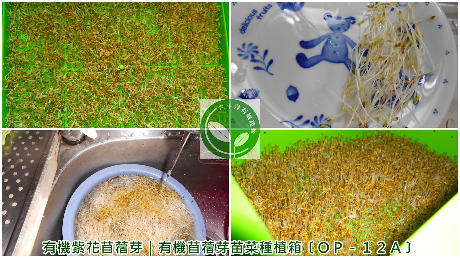 苜蓿芽有什麼功效